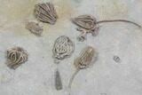 Spectacular, Crinoid Plate ( species) - Crawfordsville #92529-4
